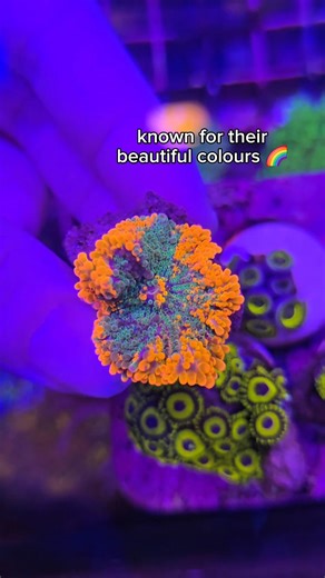 2.8K views · 40 reactions | Mushroom Corals 視 Easy and beginner-friendly corals to have for your tank 來✨️ Join our Reef Group here: https://chat.whatsapp.com/H5yn7HMwkuyH3g0S1eBVf2?mode=r_t Come get your Corals at Fish Tails  https://g.co/kgs/Gvy5dHV Start your Journey at Fish Tails ✨ | Fish Tails | Facebook