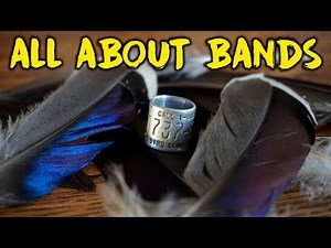 What's the Deal With Duck Bands? | Hunting Boot Camp