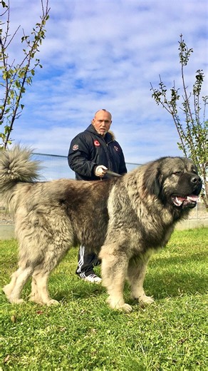 Dogs you can ride 🐎#jozodogs #dog #pet #bigdog #caucasianshepherd #StarSender #dogs #friends #giant #facebookpost | Jozo Dogs