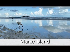 Looking for Florida sea shells. My not so secret low tide shelling spot delivers once again!