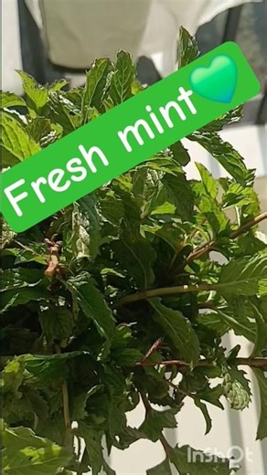 fresh mint (pudina )#agriculture # farming