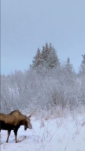 The Largest Moose Ever Recorded in Alaska!