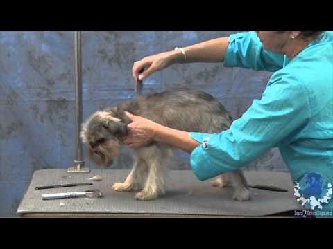 Grooming a Pet Brussels Griffon with Judy Hudson, NCMG
