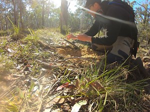 One small indicator nugget before 6 more ⭐️ | GOLD-COIN & RELICS AUSTRALIA