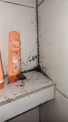 Une salle de bain envahi par des fourmis à Terre Rouge, Saint-Pierre. | Radio Free Dom
