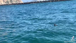 Freedom Friday! A Common Murre was brought to PWC in late January from Oceano. The adult bird was reportedly found weak on the beach. Common Murres are black and white seabirds, (sometimes mistaken for penguins), that live on the open ocean. Their name comes from the murmuring sound like a cross between a purr and a growl they make when communicating with each other. Murres dive and literally fly underwater regularly going a hundred feet deep to catch fish. A Common Murre found on the beach is i