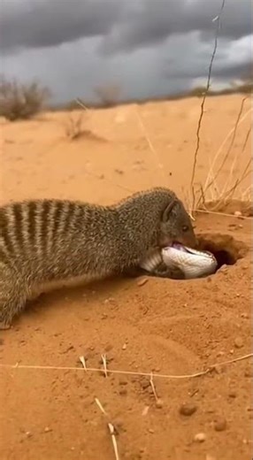 The Dust Cloud Chronicles A Tale of Two Rivals