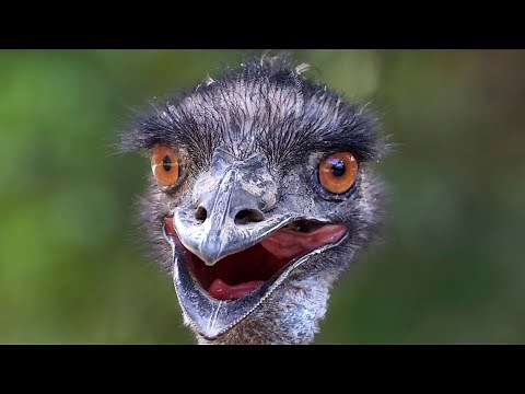 Emu Biggest Bird In The World Ever Recorded !