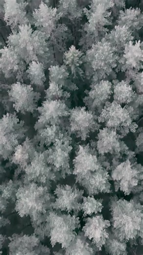 🕊️ Simple Prayer for Angelic Protection