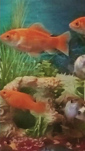 The Ultimate All Fish Aquarium!