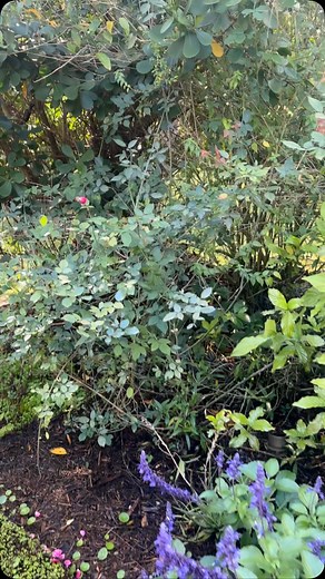 Blue Stallion Farm on Reels