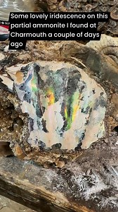 13K views · 240 reactions | Iridescent shell on this broken ammonite I found at Charmouth | Charmouth Fossils | Facebook