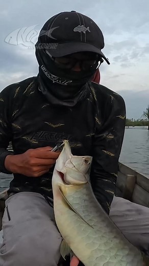 Mancing Casting Dapat Ikan Arwana Liar di Belitung