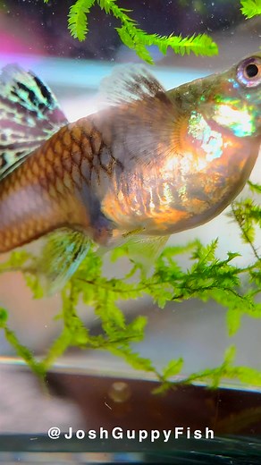 If there are no guppies in heaven, I don't want to go. #Aquarium #Guppy #Birth | Joshguppyfish 喬的孔雀魚