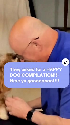Happy Dog Moments Compilation for Dog Lovers