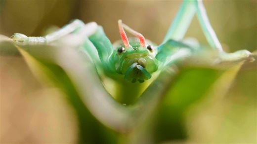 This Stick Insect Has a Peppermint-Scented Secret Weapon | Deep Look | KQED