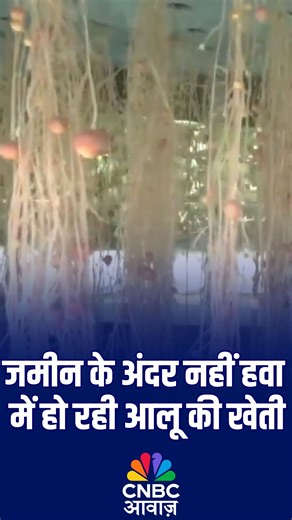 @cnbcawaaz on Instagram: "Aeroponics का इस्तेमाल कर Rajmata Vijayaraje Scindia Agriculture University ने की आलू की खेती। Gwalior, Madhya Pradesh: Rajmata Vijayaraje Scindia Agriculture University has developed a technique to grow potatoes in the air using an aeroponics unit. Source : ANI #potato #potatofarming #aeroponics"
