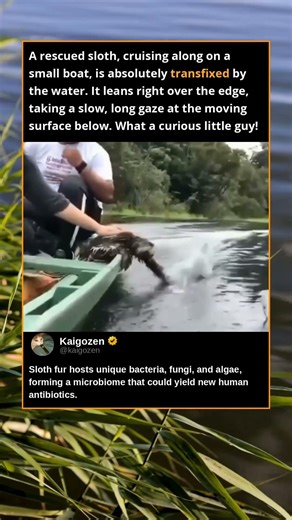 A rescued sloth cruising along in a small boat