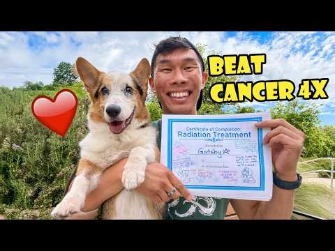 My Corgi Beat Cancer for the 4th Time || Life After College: Ep. 827