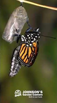 Monarch Butterfly Life Cycle | From Caterpillar to Butterfly