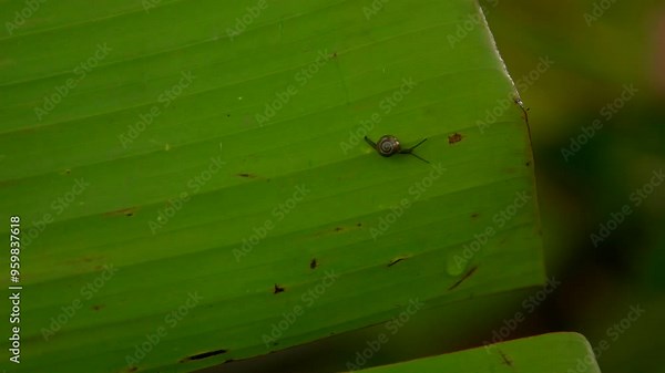 A small snail crawls across a large green leaf, highlighting nature's simple beauty in close-up detail