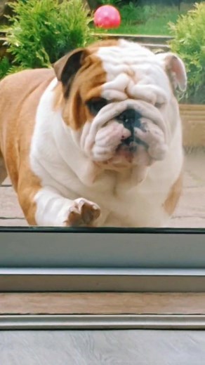 Mischievous Moments with Pablo the Bulldog