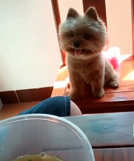 Drooling Dog Over Food Meme 😋😋😂