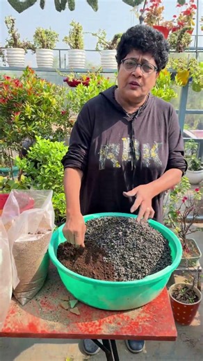 Adenium Repotting Done Right 🌿 Secret Soil Mix for Old Adenium #shorts #adeniumlovers #adenium