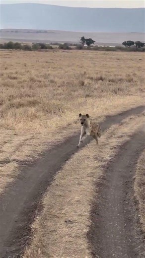 The law of the savannah in the most primordial place on Earth A hyena on the intense Hunt