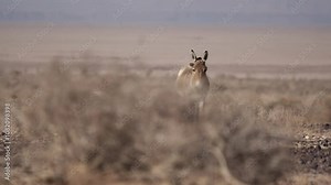 Persian onagers grazing in a dry desert, showcasing Iran’s unique wildlife. These endangered species highlight nature’s beauty and the importance of wildlife conservation efforts.