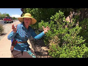 Pruning Boxwoods #1: Observation