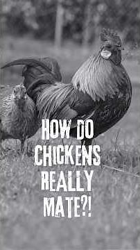 Weird Chicken Mating Secret 🐔