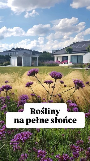 Jakie rośliny posadzić w pełnym słońcu. Kwiaty na słoneczną rabatę. 3 propozycje roślin kwitnących do słonecznego ogrodu. Jeśli masz ogród w pełnym słońcu i szukasz roślin, które poradzą sobie nawet w pełnym słońcu to będzie dobry wybór 1. Werbena patagońska 2. Lawenda 3. Krwawnik kichawiec odmiana Diadem o pełnych kwiatach Są łatwe w uprawie. Poradzą sobie z suszą w ogrodzie. #ogrodoweinspiracje #ogród #rośliny #kwiaty #werbenapatagonska #Lawenda #pięknyogród #ogrody #inspiracjeogrodowe #kocham