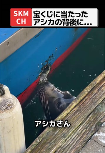 船からアシカが魚を独り占めする瞬間🦭