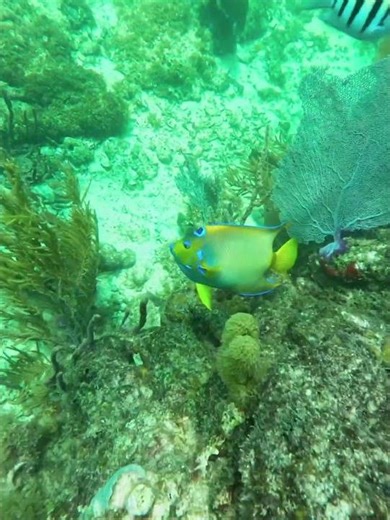 Queen Angelfish, Pez Angel Reina, on coral reef #queenangelfish #pezangelreina #holacanthusciliaris
