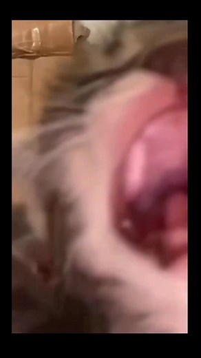 Screaming Cat Memes Compilation | Funny Cats TikTok Videos