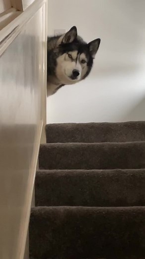 Husky Refuses to Get Out of Bed Again!