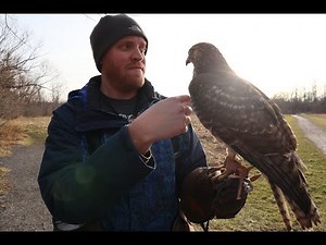 Apprentice's Log - Episode II: Training our Red-tailed Hawk