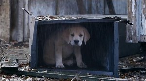 Budweiser Super Bowl 2015 Commercial, 'Lost Dog' Song by Sleeping at Last