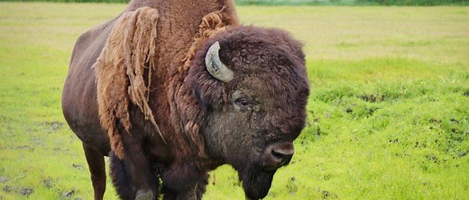 Wood Bison