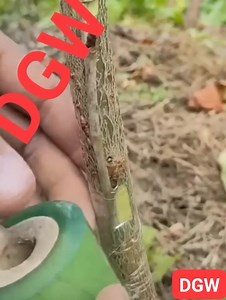 11K views · 211 reactions | GRAFTING FRUIT TREES EXAMPLE BY DGW !...