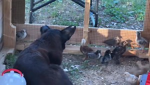 71K views · 4.7K reactions | Stella’s magic | Ima Survivor Donkey and Farm Animal Sanctuary | Facebook