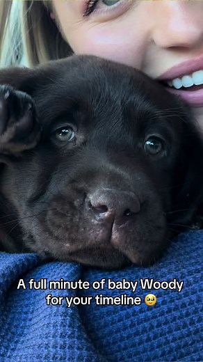Im not crying u are #labrador #petsoftiktok #labpuppy #labradorretriever #fyp #viral #chocolatelab #1min #longervideos #puppylove