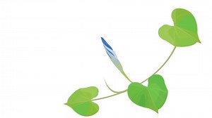 Morning glory blooming time lapse.