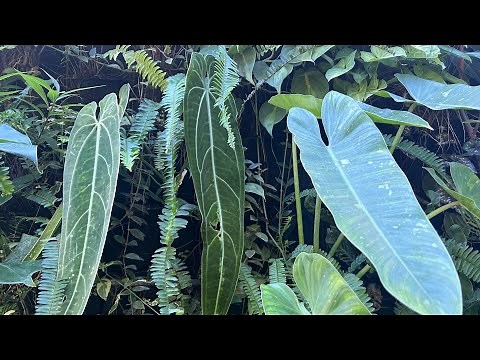 Queen Anthurium (Warocqueanum) and garden update