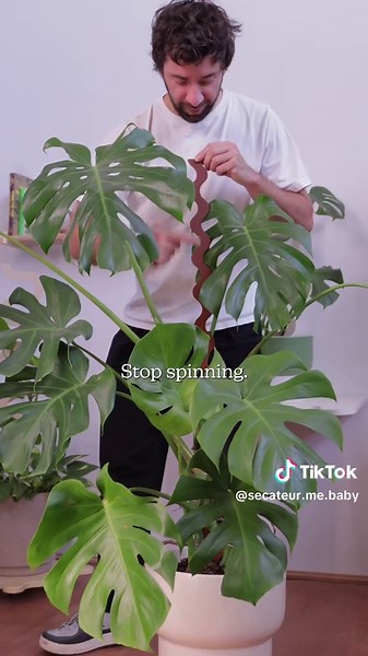 Why You Should Stake Your Monstera Plants Instead of Spinning