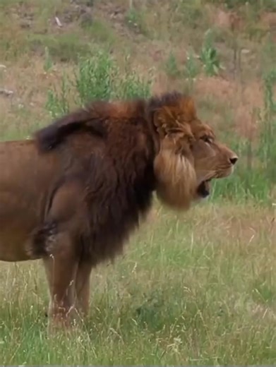 164K views · 4.1K reactions | Lion 女 Vs Bear  It wasn't easy for the Lion 女 | Animal Fight | Facebook