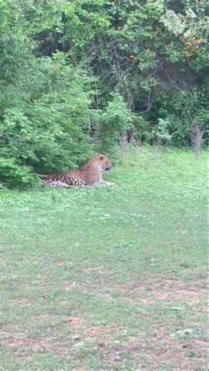 The Sri Lankan leopard #wildlife #srilanka #srilanka #travel #leopard