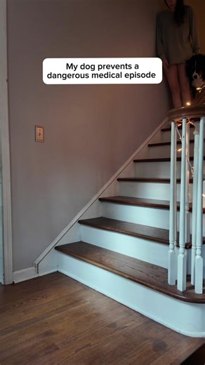 My house is not built to make my life easier. I often have to go up and down stairs which is easily the hardest thing for me to do with my conditions. Bailey is trained to help me up and down them, and also help prevent episodes from happening. He did everything he could, and I ended up not fully fainting. #servicedog #disabilityawarness #pots #potsawarness #foryou #fyp