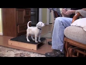 English Setter Puppies - Positive Reinforcement Training